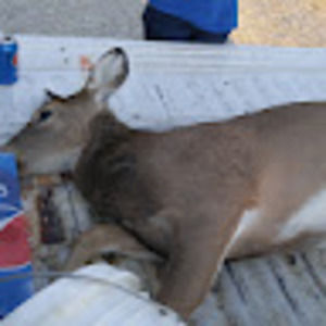 Meet your Posher, Alexa